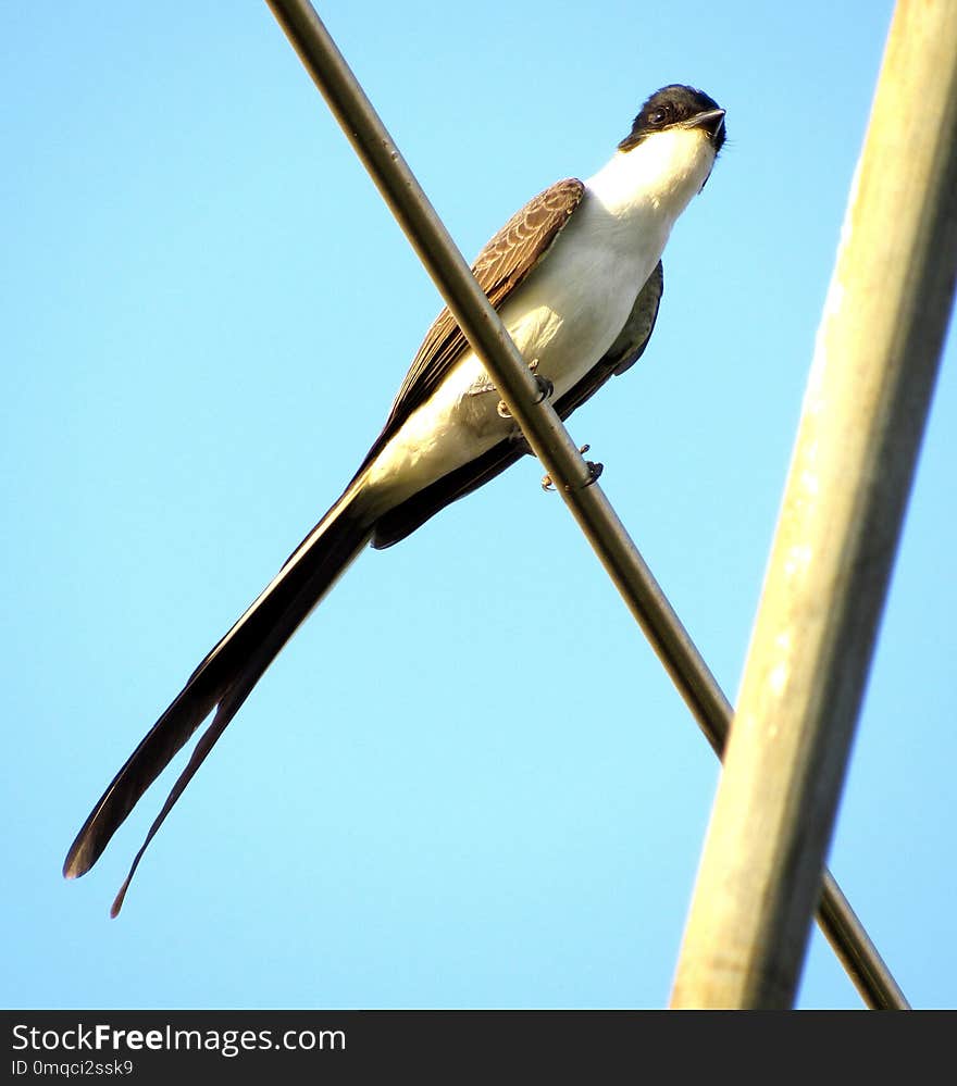 Bird, Beak, Fauna, Sky