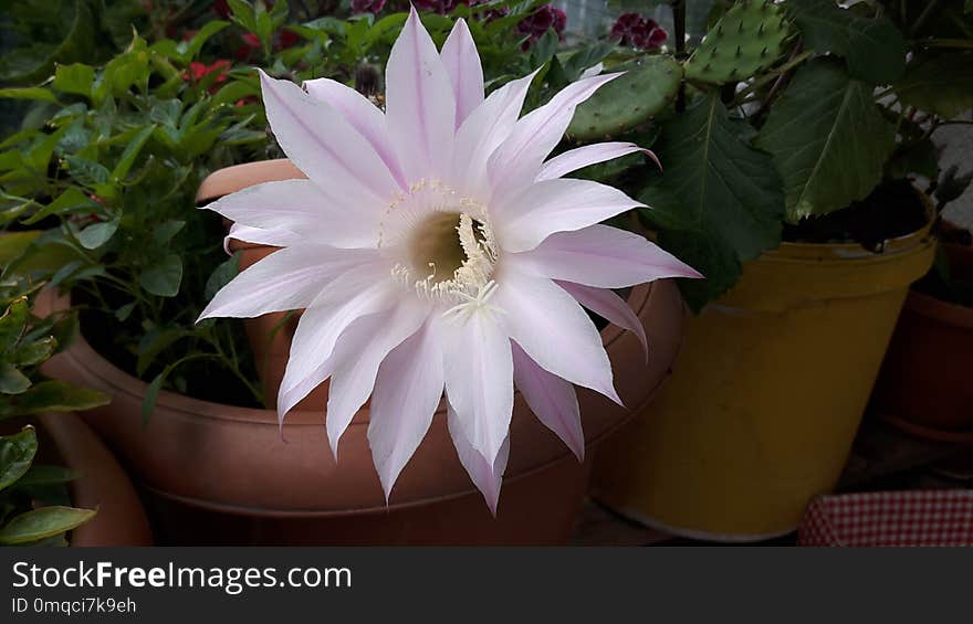 Plant, Flower, Flowering Plant, Cactus