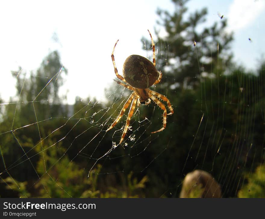 Spider, Arachnid, Orb Weaver Spider, Araneus