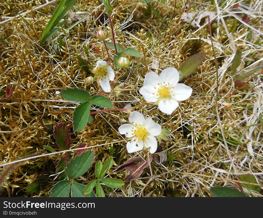 Flora, Plant, Flower, Flowering Plant