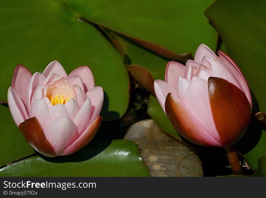 Flower, Plant, Flora, Lotus