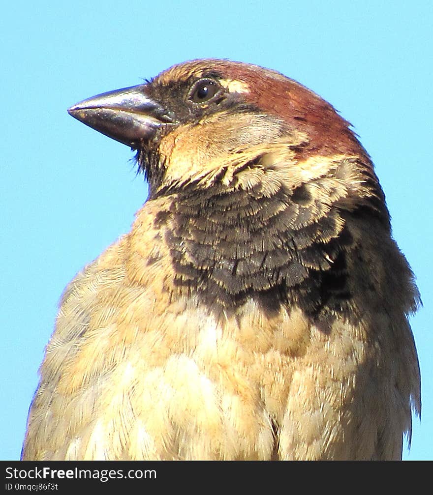 Bird, Beak, Fauna, Feather