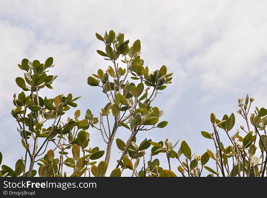 Plant, Flora, Leaf, Sky