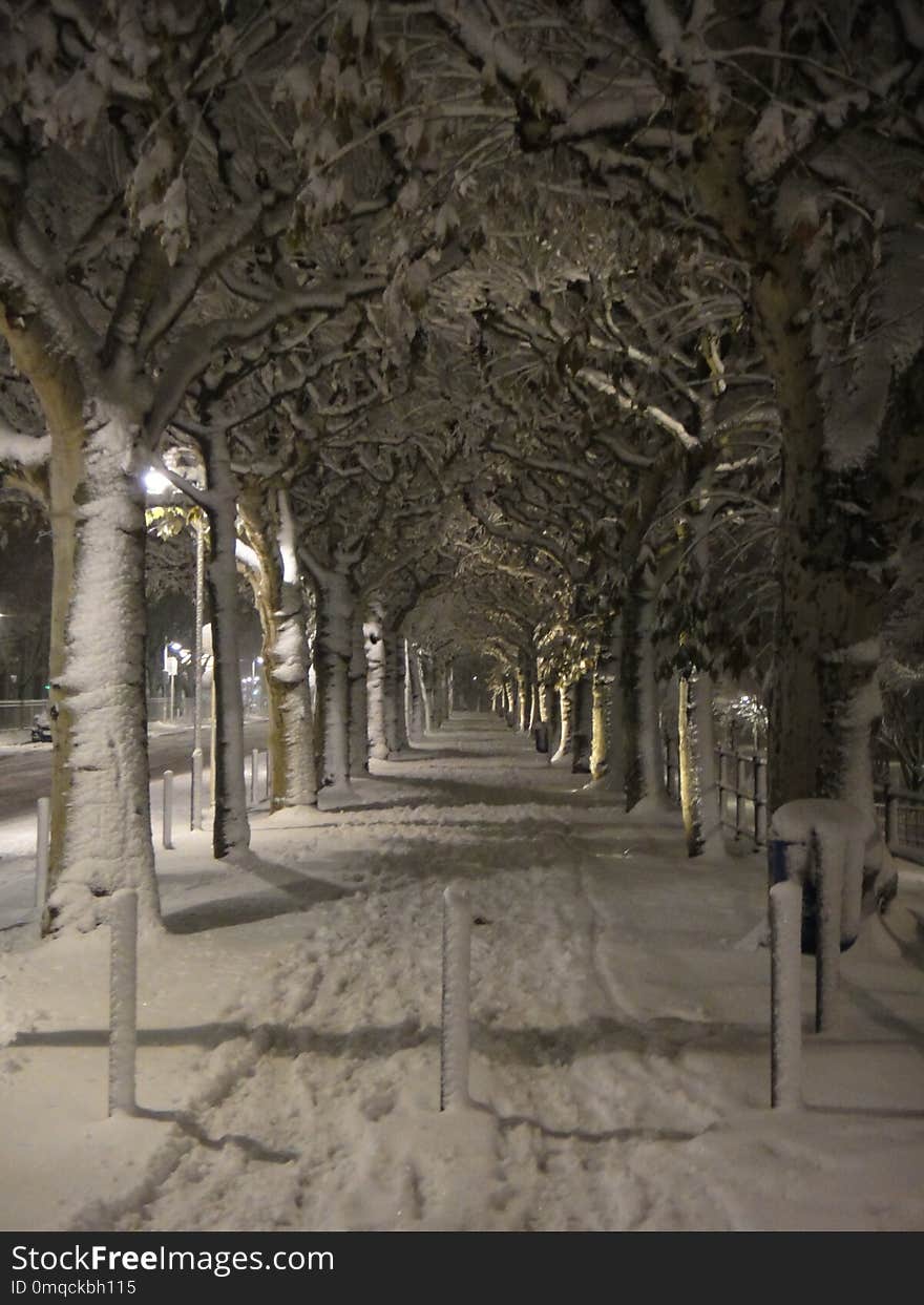 Tree, Winter, Snow, Historic Site