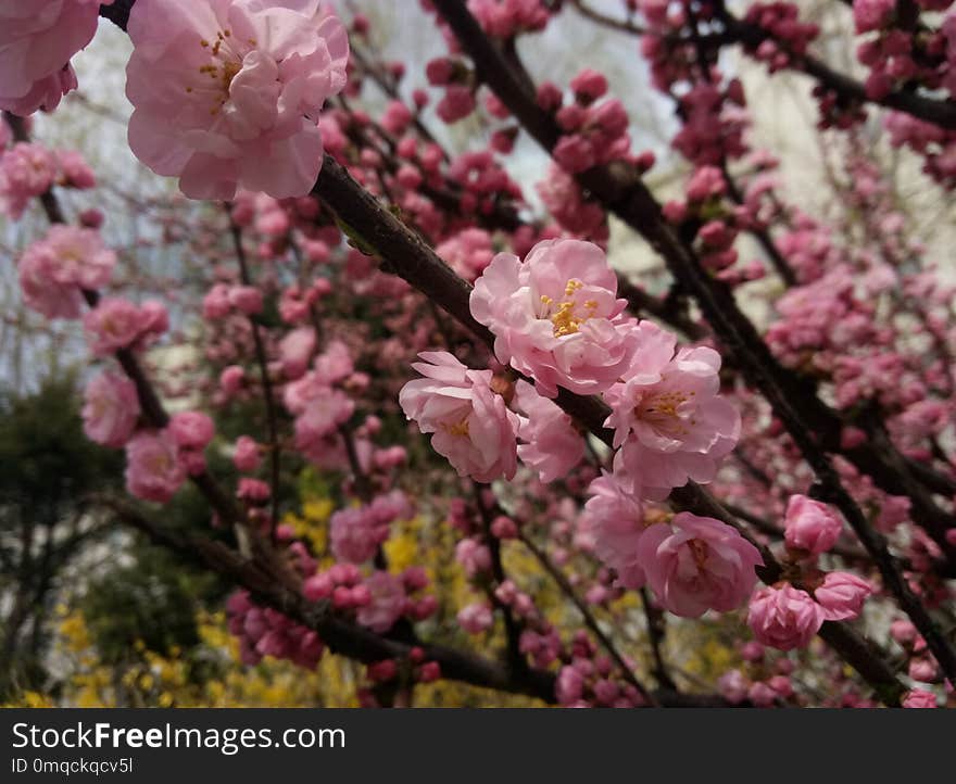 Blossom, Pink, Spring, Cherry Blossom