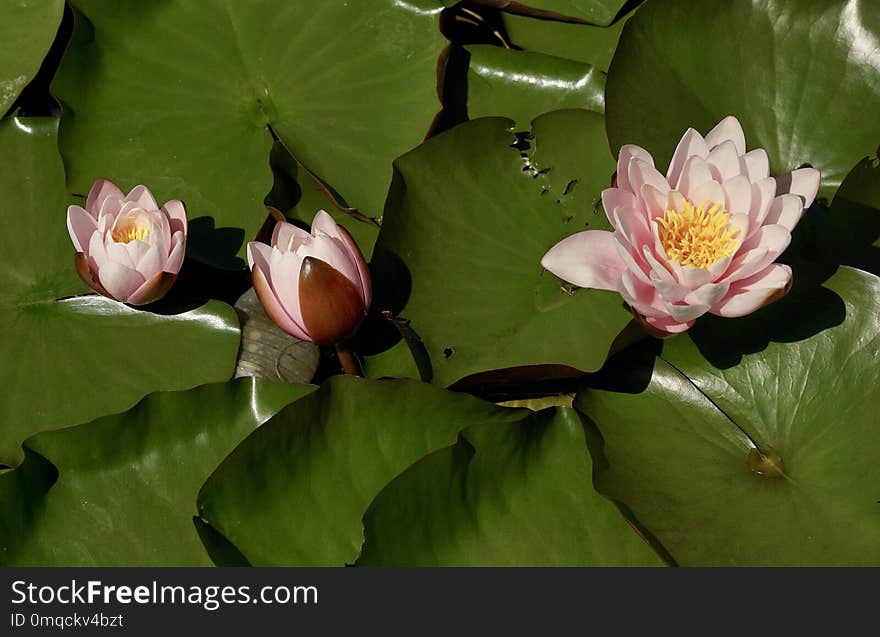 Flower, Plant, Sacred Lotus, Aquatic Plant