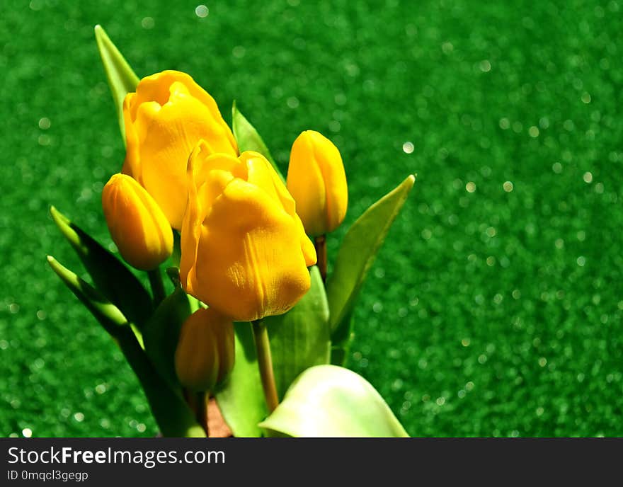 Flower, Yellow, Plant, Flora