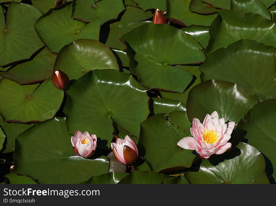 Plant, Flower, Sacred Lotus, Aquatic Plant