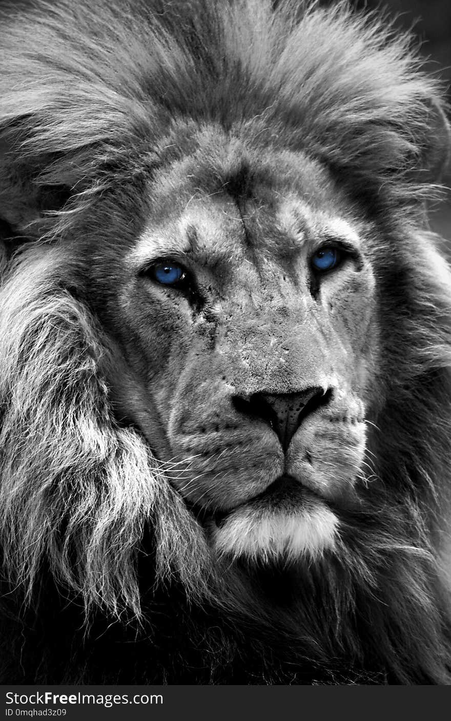 Lion With Colour Selective Eyes.