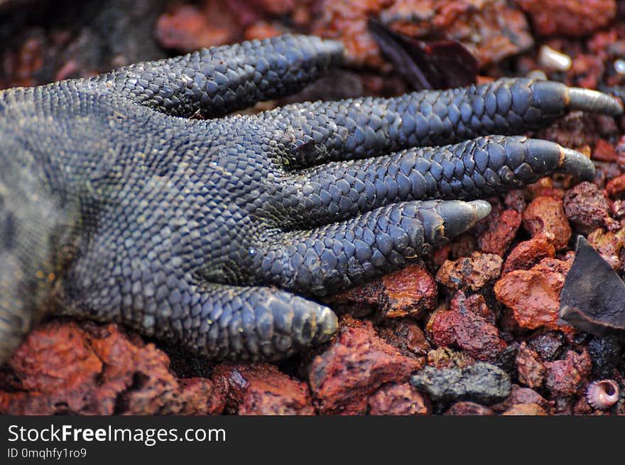 Detail of the foot of a marine iguana