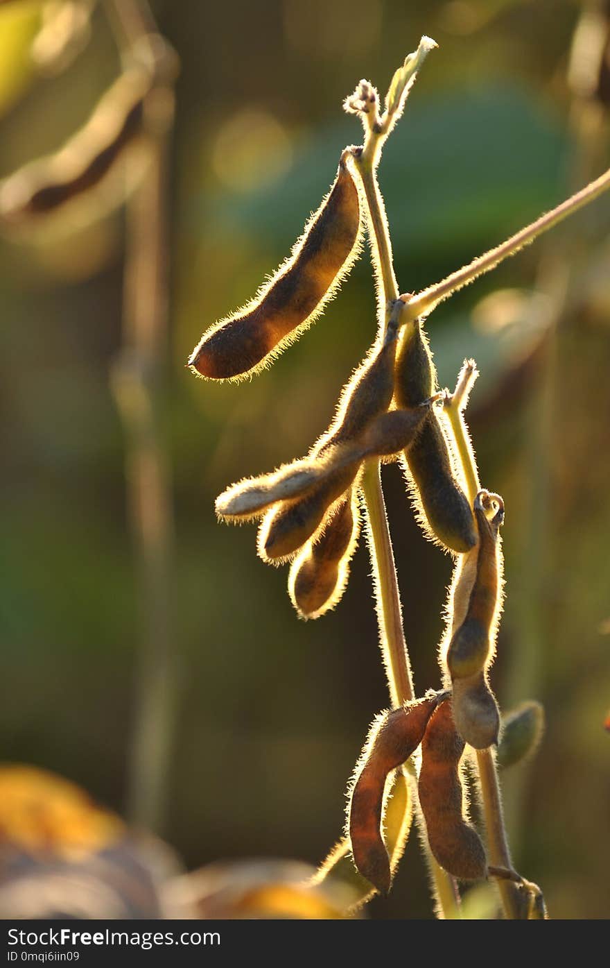 Ripe pods of soya