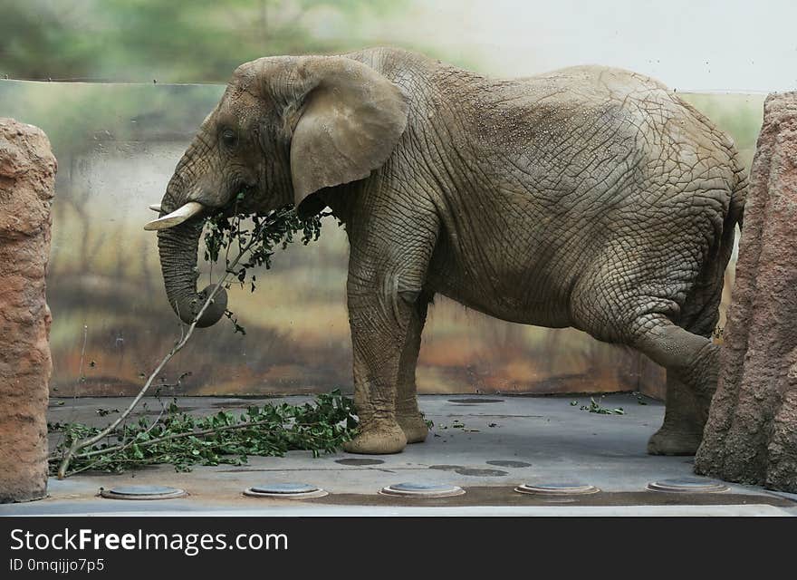 Elephant in ZOO in Dvur Kralove nad Labem