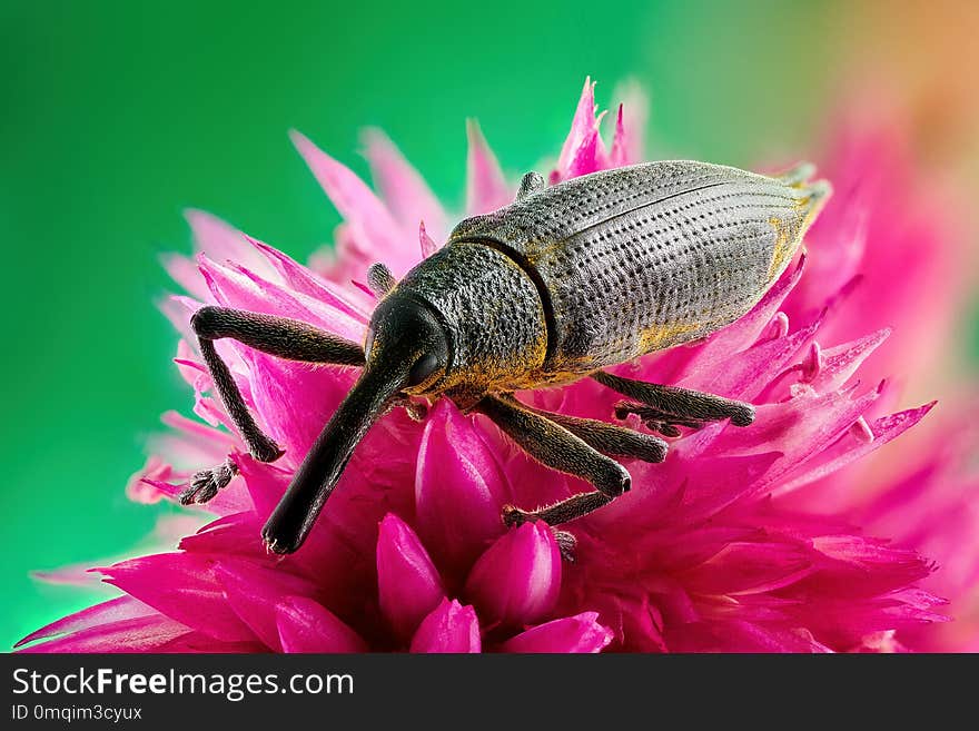 Beetle with a long trunk `Curculionidae` sitting on a flower. Beetle with a long trunk `Curculionidae` sitting on a flower