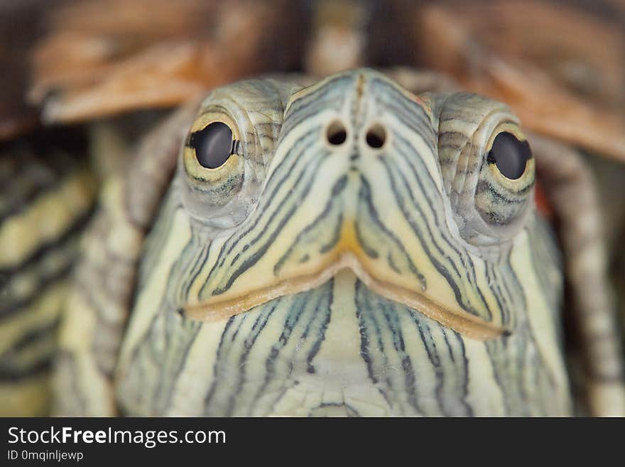 Young red-eared turtle on land