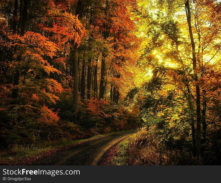 Beech trees forest at autumn / fall daylight