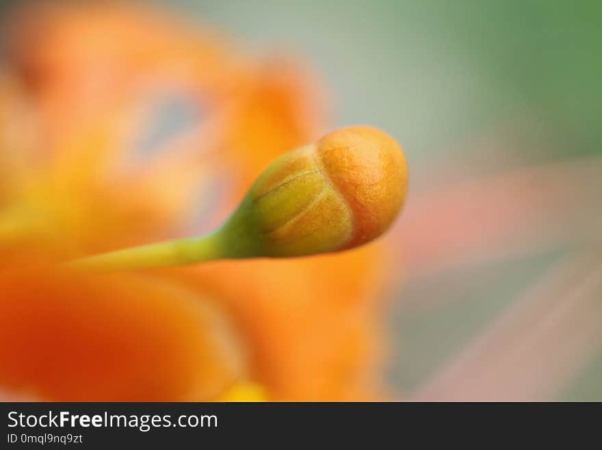 Closeup, flowers