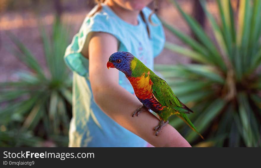 Australian rainbow lorikeet sitting on a child`s arm looking for food
