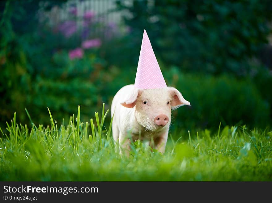 Little pink piggy standing in garden among green grass and posing at camera.