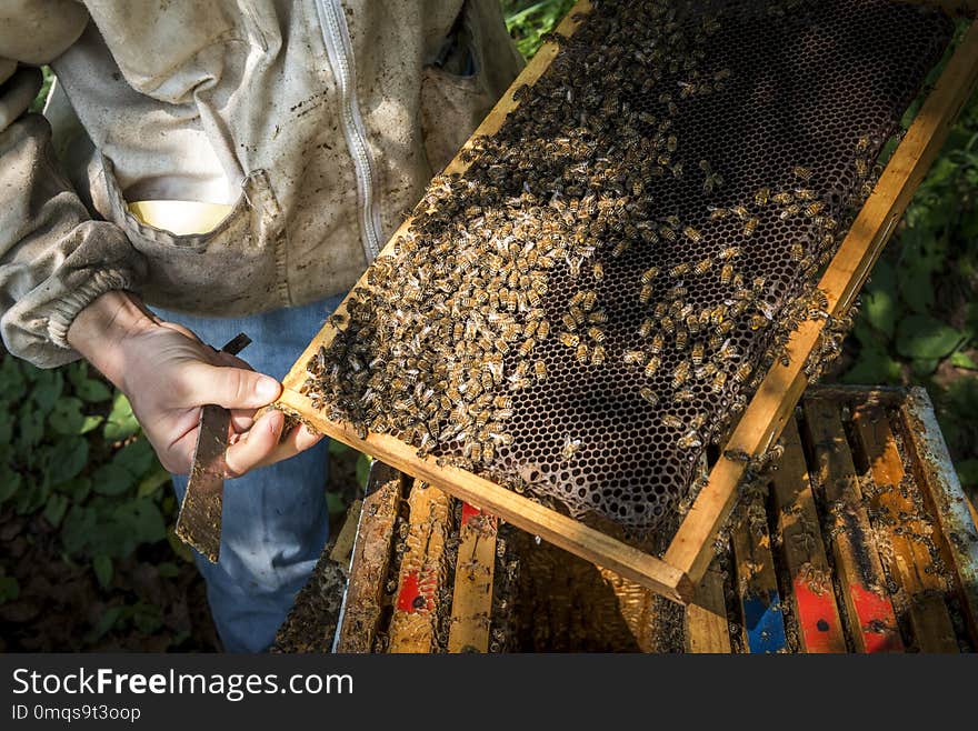 Beekeper working on beehive and checking bees