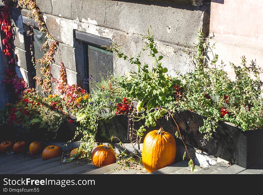 Waiting for Halloween, pumpkins on the stairs, decorations of a cafe entrance. Waiting for Halloween, pumpkins on the stairs, decorations of a cafe entrance