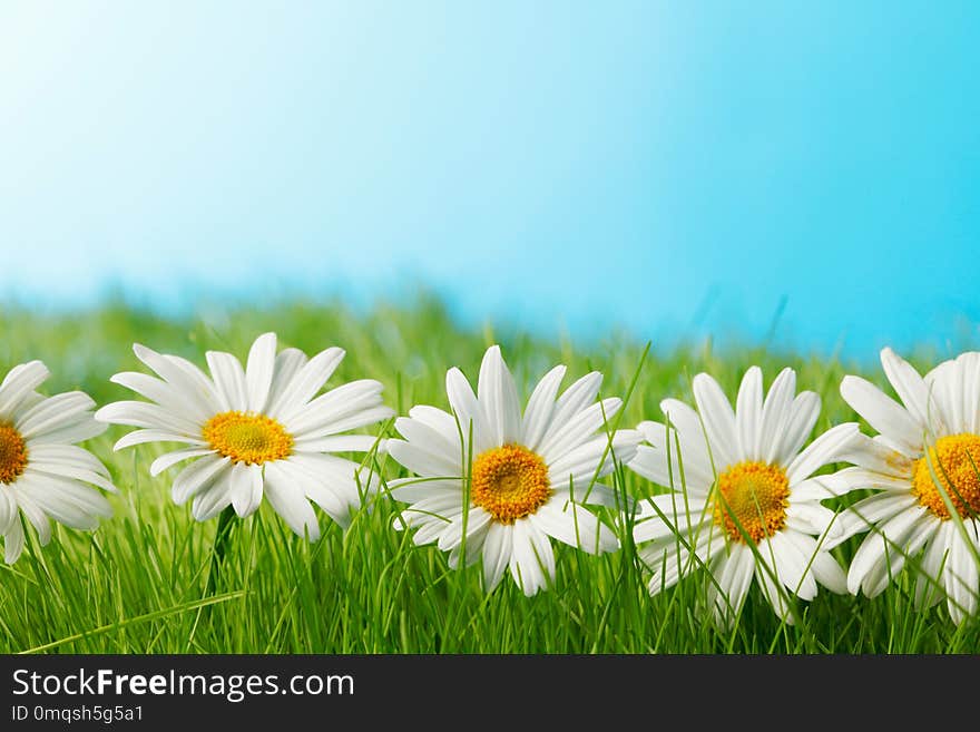 Row of chamomiles in spring grass under blue sky