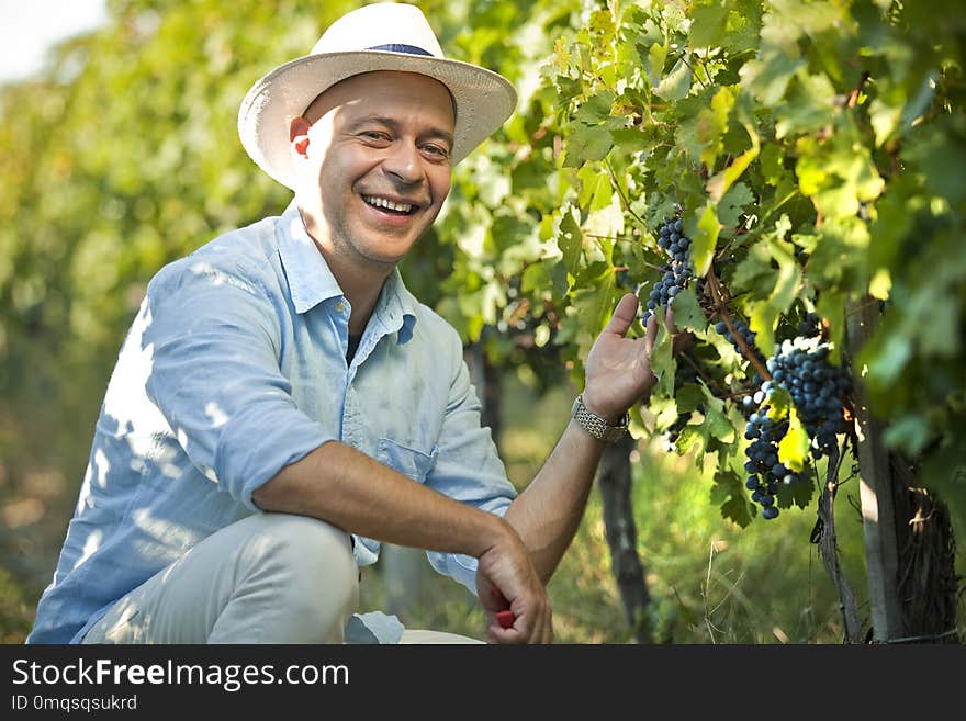 Farmer, winemaker smiling while doing quality control in the vineyard holding grape bunch. Farmer, winemaker smiling while doing quality control in the vineyard holding grape bunch