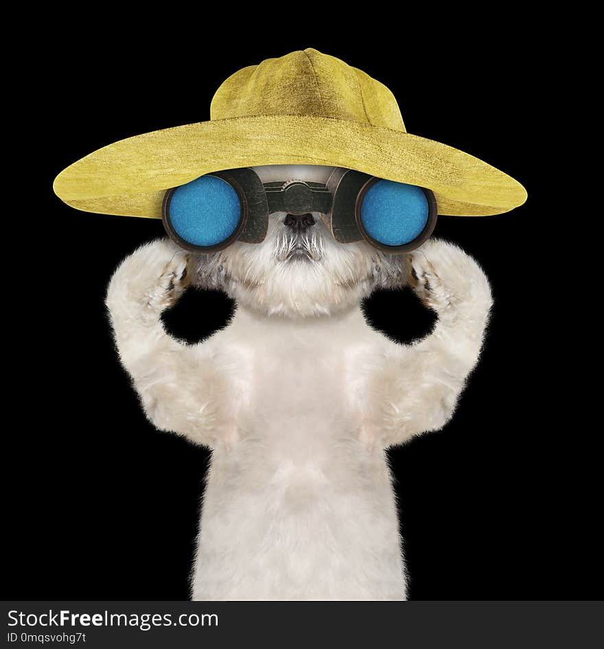 Shitzu dog in a hat looking and observing with binoculars -- isolated on black background