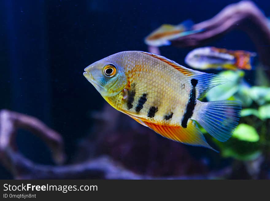 A red shoulder severum from the amazon river in a tropical fish tank. A red shoulder severum from the amazon river in a tropical fish tank