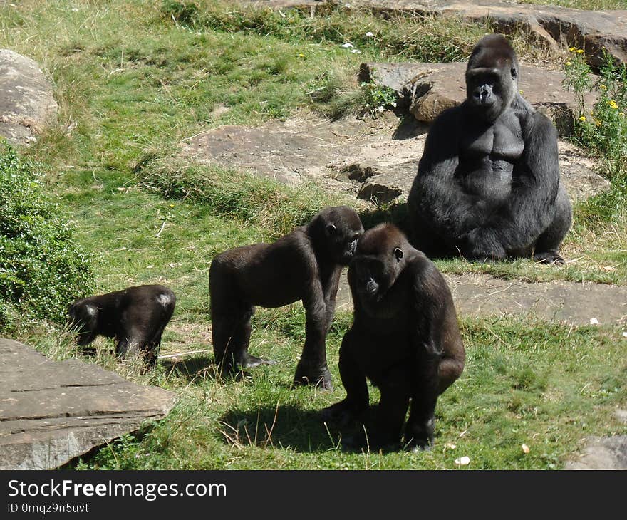 Great Ape, Fauna, Western Gorilla, Primate