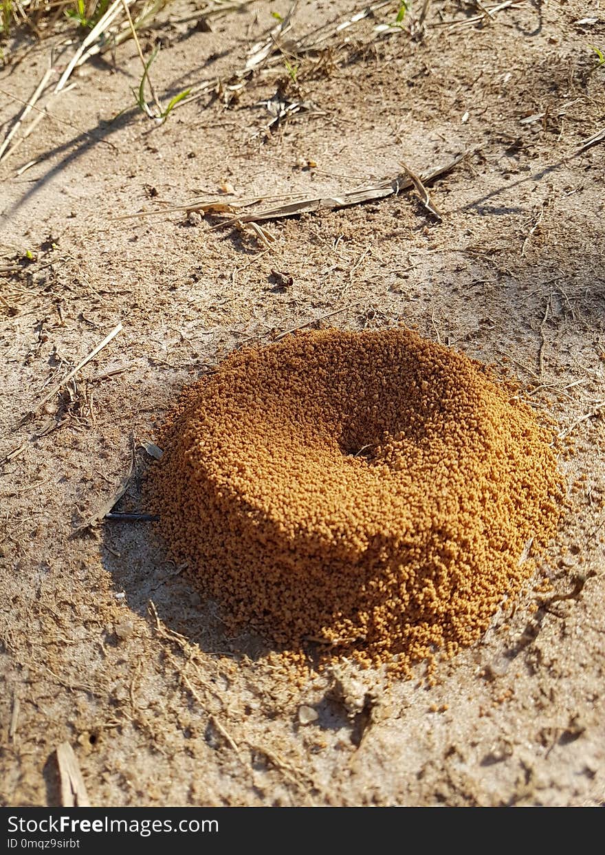 Soil, Membrane Winged Insect