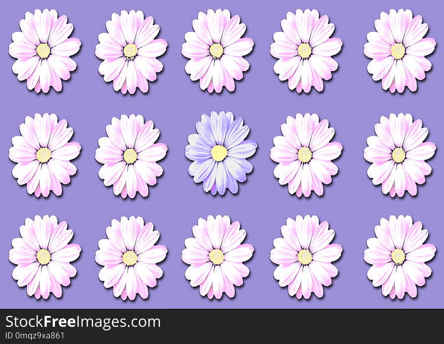 Flower, Flowering Plant, Purple, Daisy