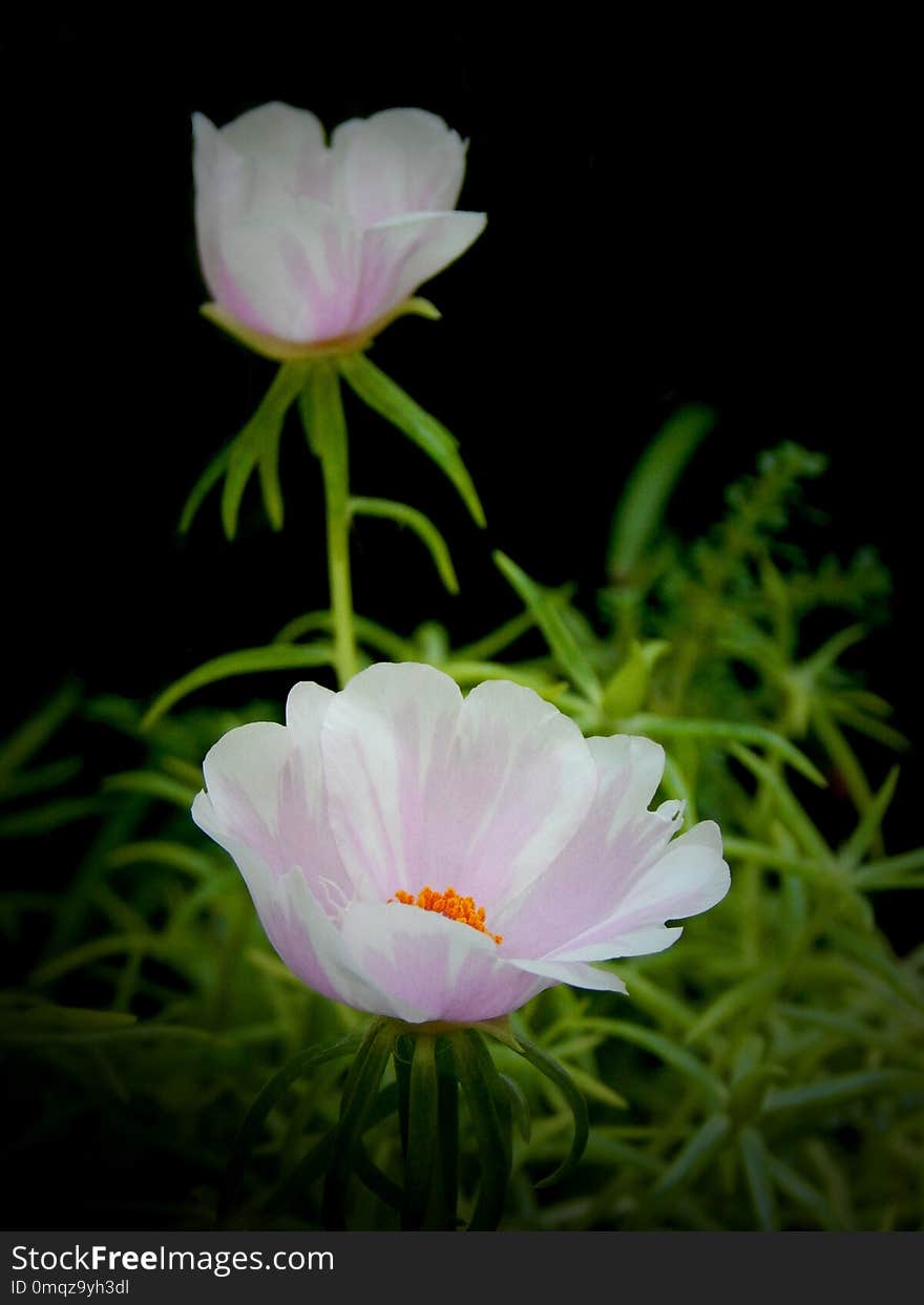 Flower, Pink, Wildflower, Flora