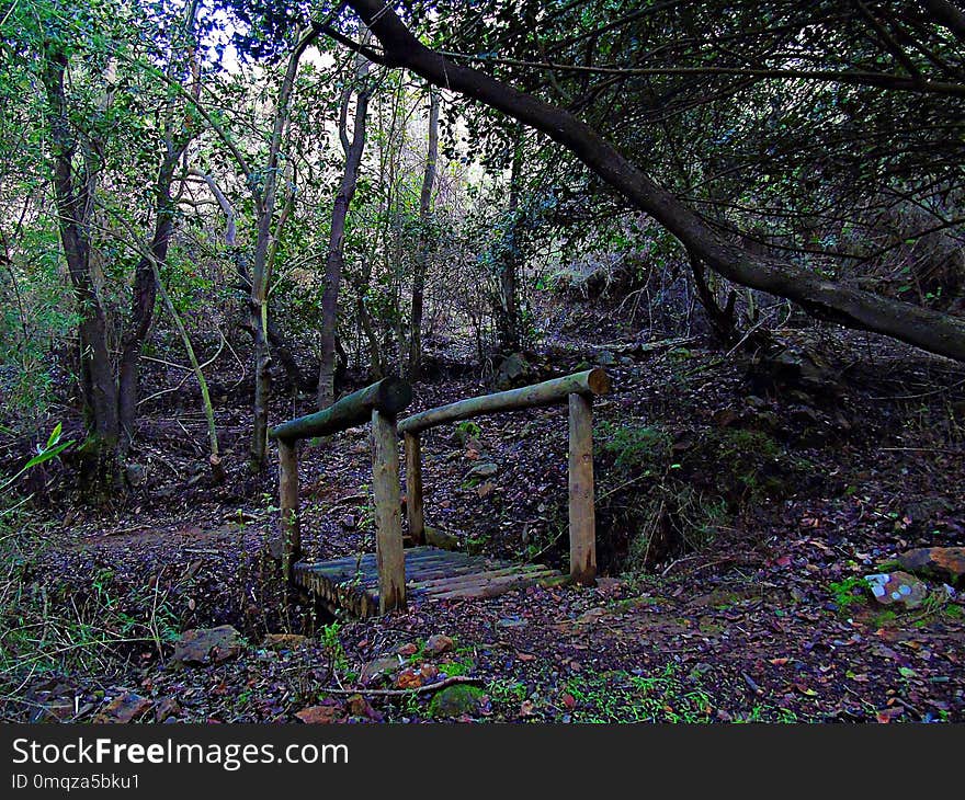 Woodland, Nature, Tree, Vegetation