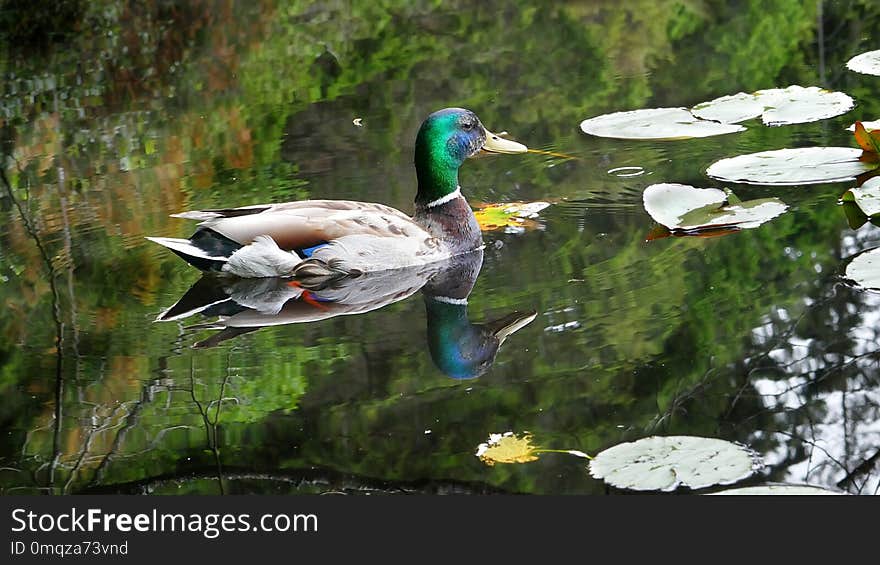 Bird, Duck, Water, Reflection