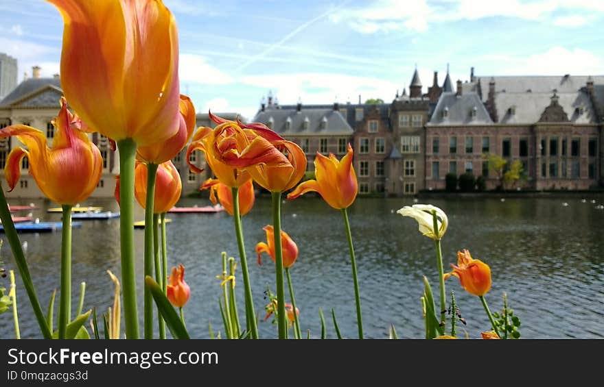 Flower, Plant, Flowering Plant, Spring