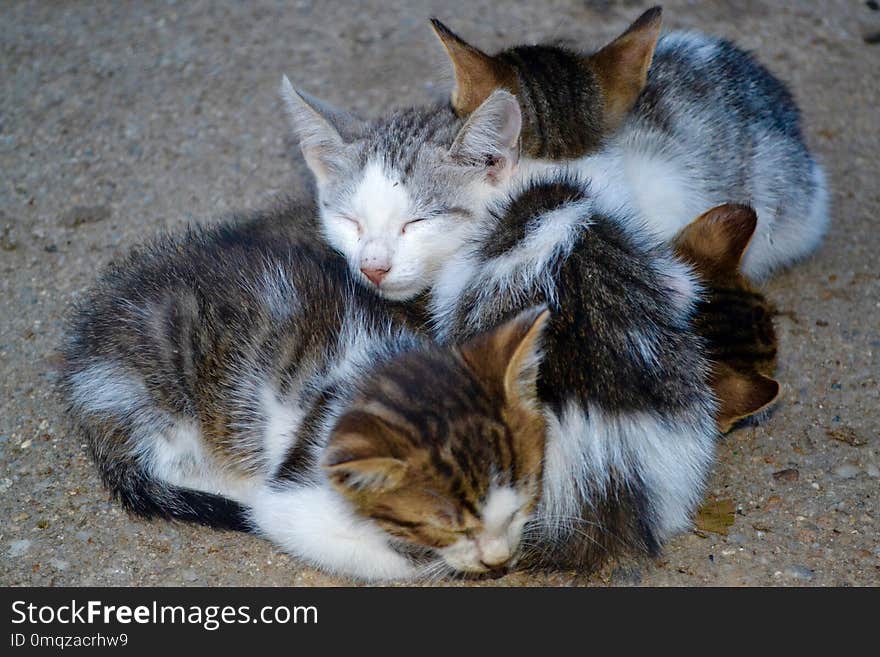 Cat, Fauna, Small To Medium Sized Cats, Cat Like Mammal