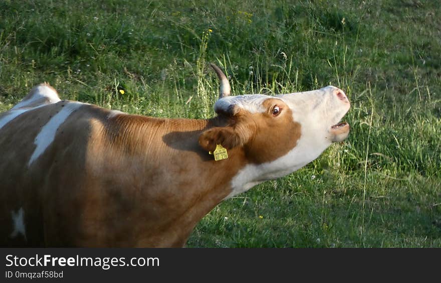 Cattle Like Mammal, Fauna, Grass, Pasture