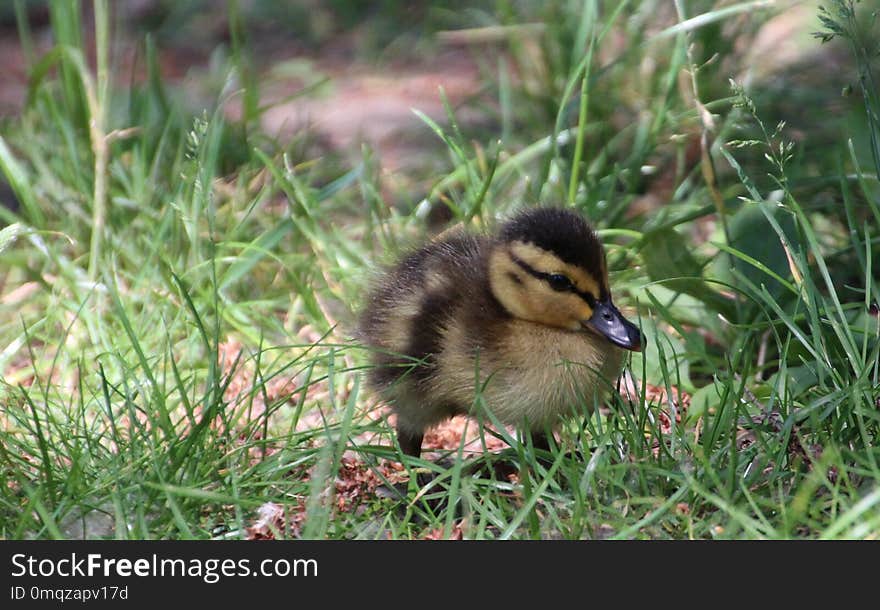 Bird, Duck, Fauna, Water Bird