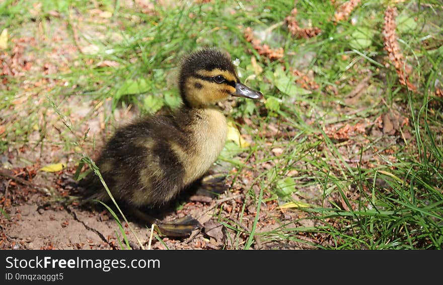 Bird, Duck, Fauna, Water Bird