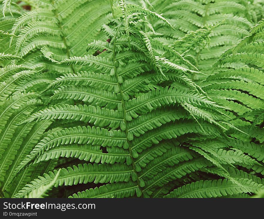 Ostrich Fern, Plant, Ferns And Horsetails, Vegetation