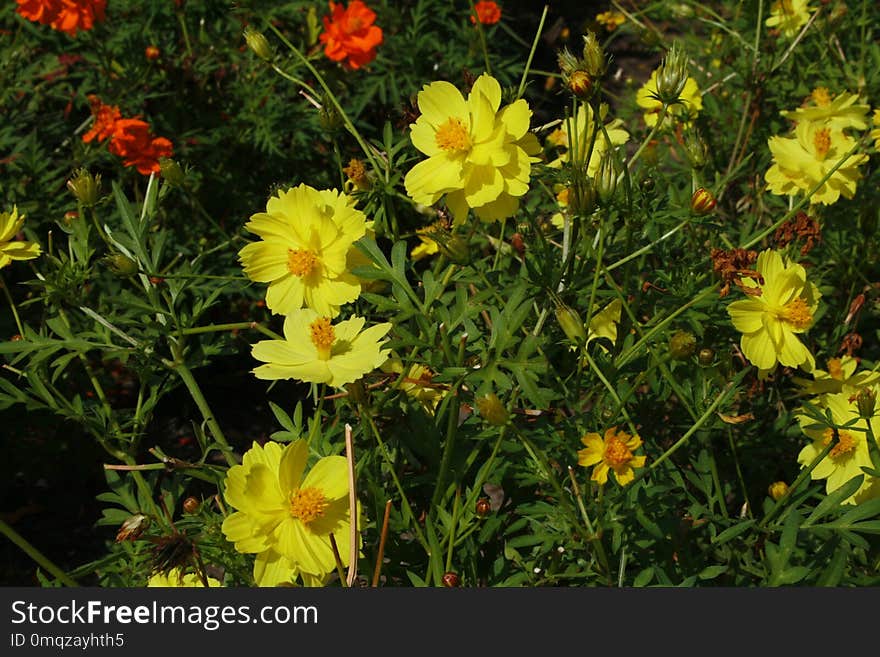 Flower, Yellow, Plant, Flora