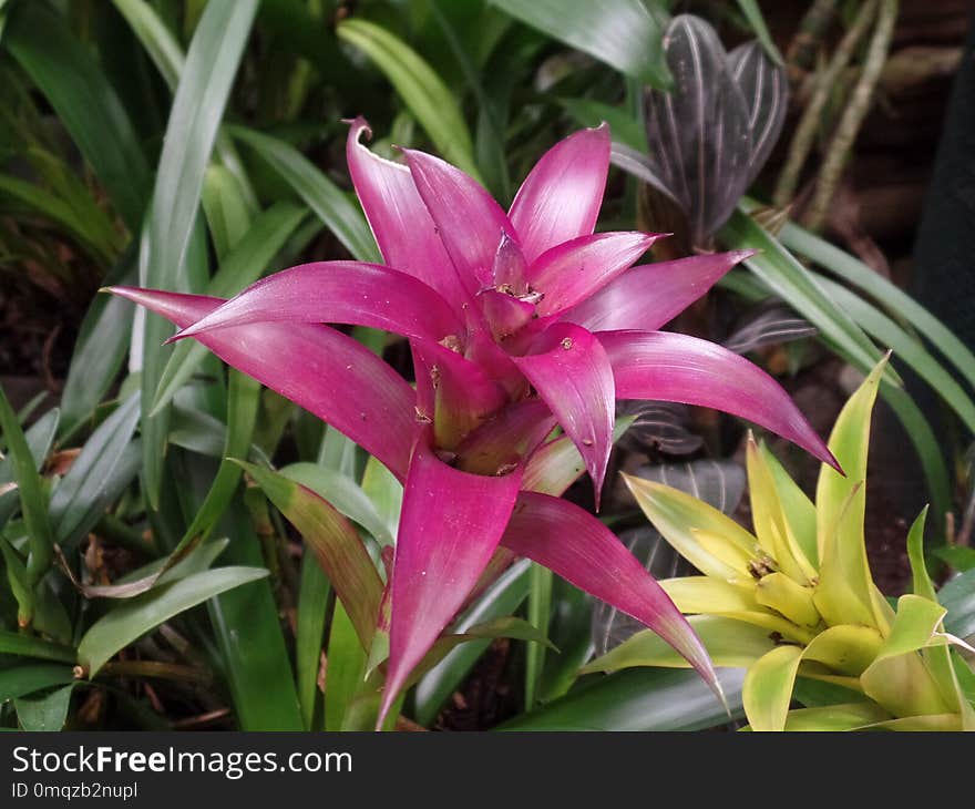 Plant, Flower, Flora, Terrestrial Plant