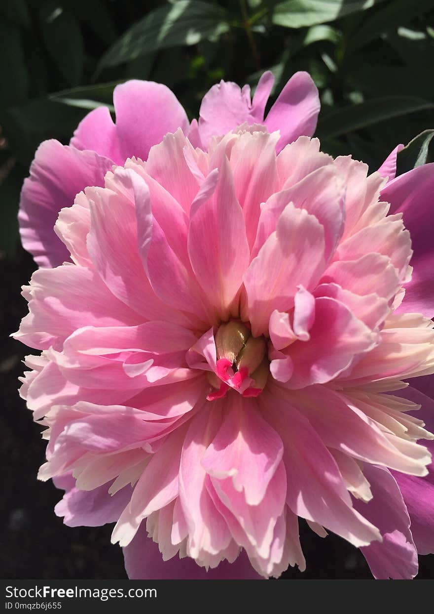 Flower, Plant, Flowering Plant, Pink