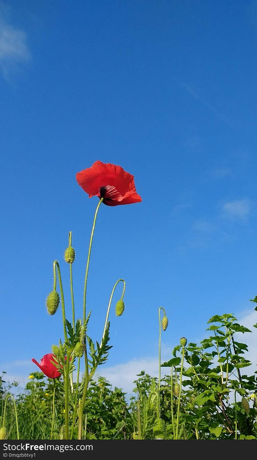 Flower, Sky, Ecosystem, Field