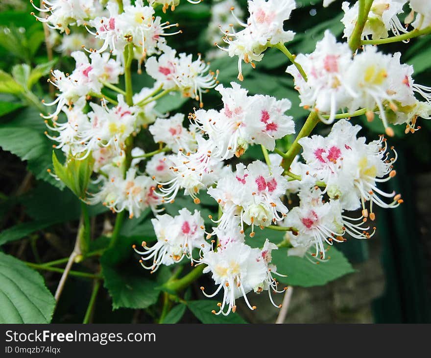 Plant, Flower, Flowering Plant, Flora