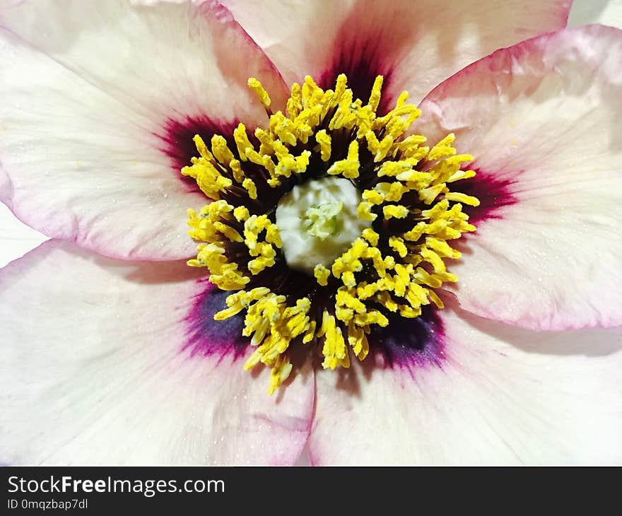 Flower, Yellow, Flowering Plant, Flora