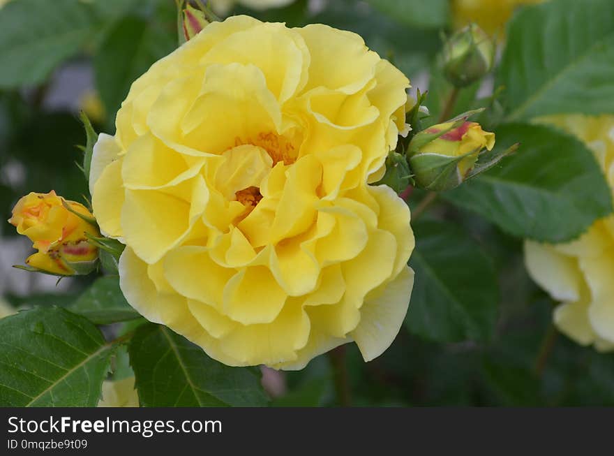 Flower, Rose, Yellow, Rose Family