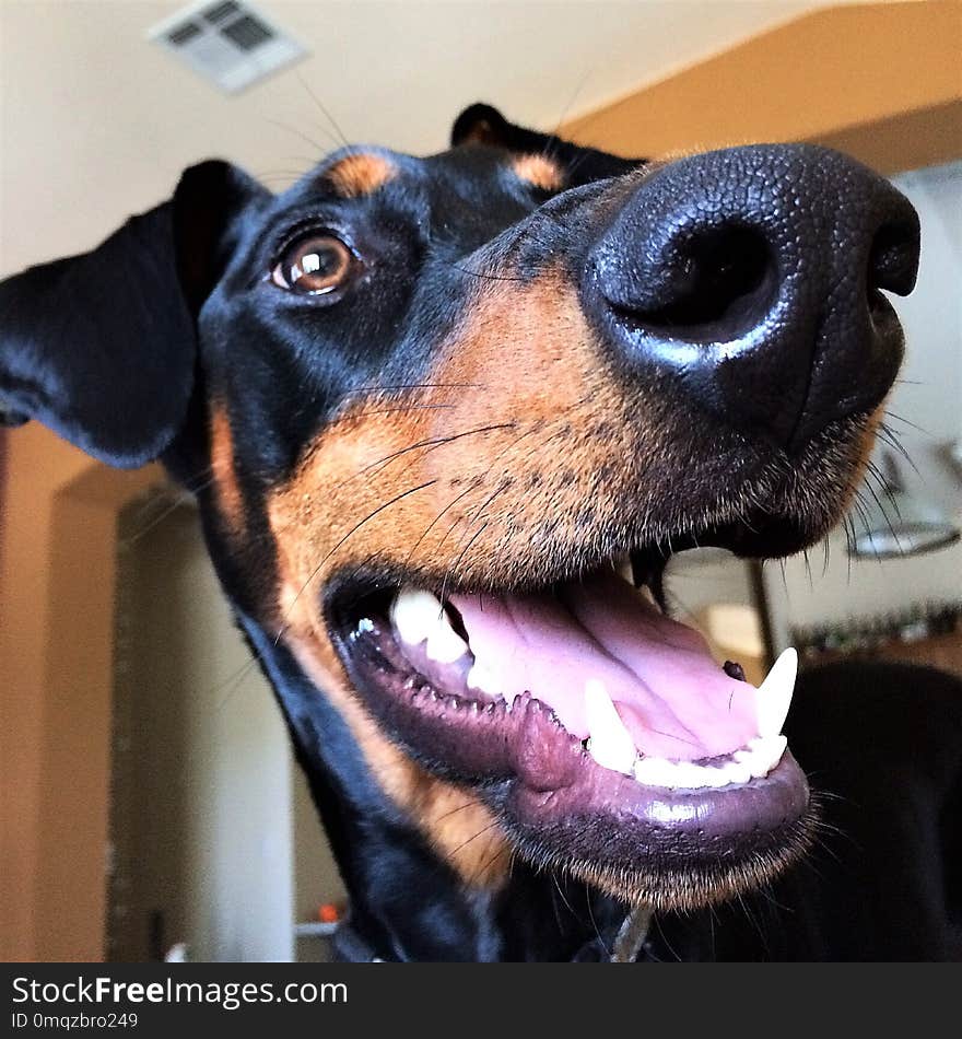 Dog, Dog Breed, Dog Like Mammal, Pinscher