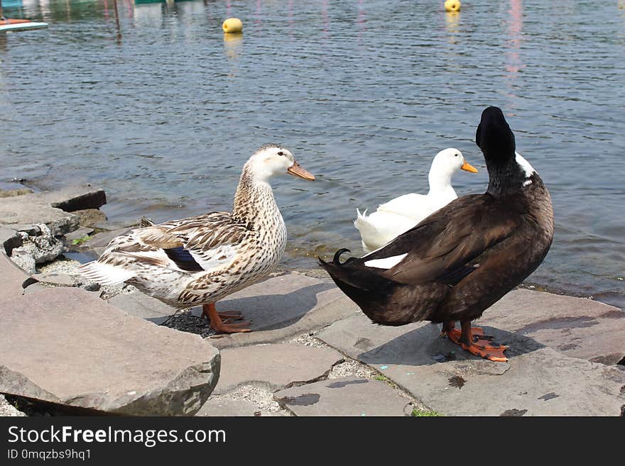 Bird, Duck, Water, Water Bird