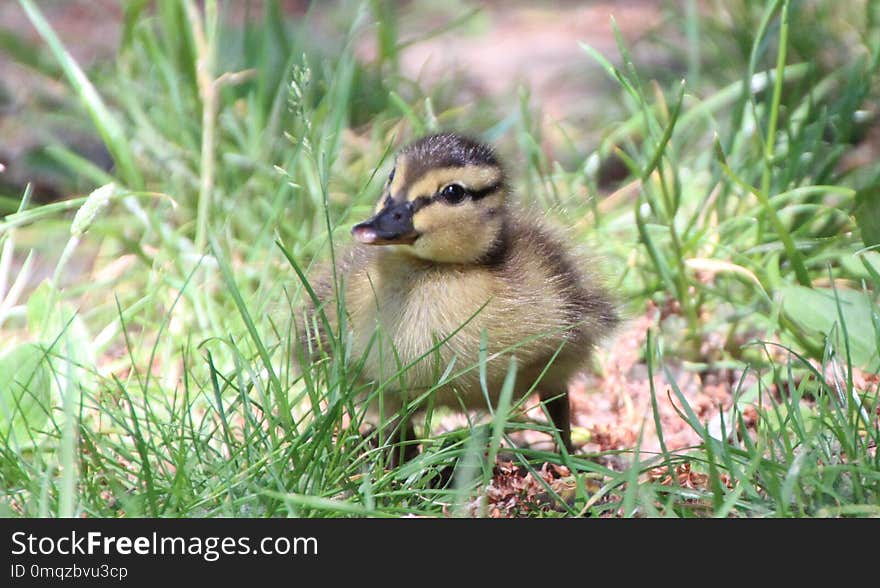 Bird, Fauna, Duck, Water Bird